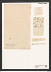 Odontidium mutabile var. intermedium (= Fragillaria intermedia) Grunow (de-Toni-Nr.: Genus 59, Species 2545) Zeichnungen Sammlung Grunow (NHMW-BOT-W0373395)
